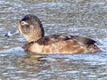 Ring-necked Duck